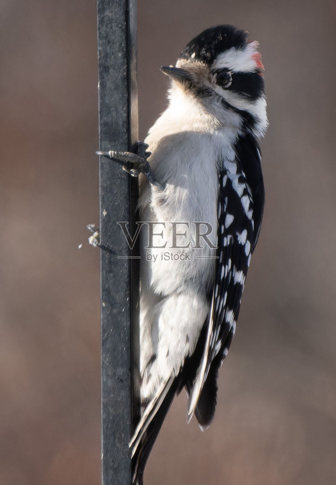 在栖木上的小斑啄木鸟照片摄影图片