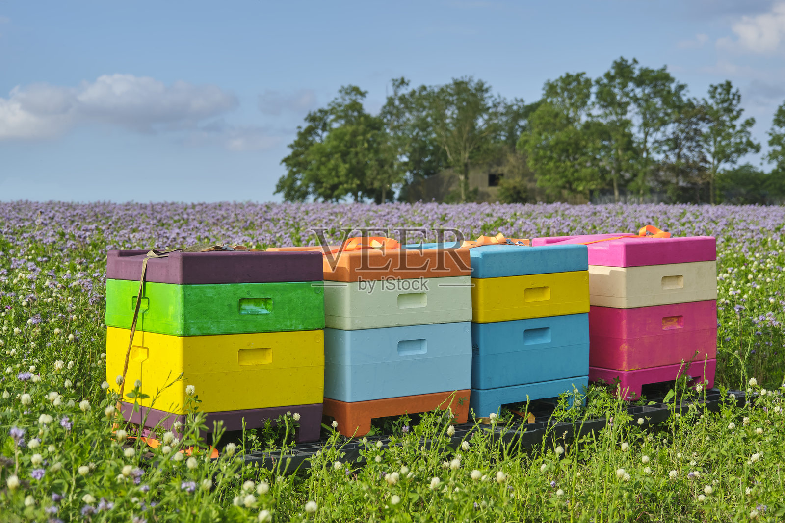 一排色彩斑斓的蜂箱在田野中照片摄影图片