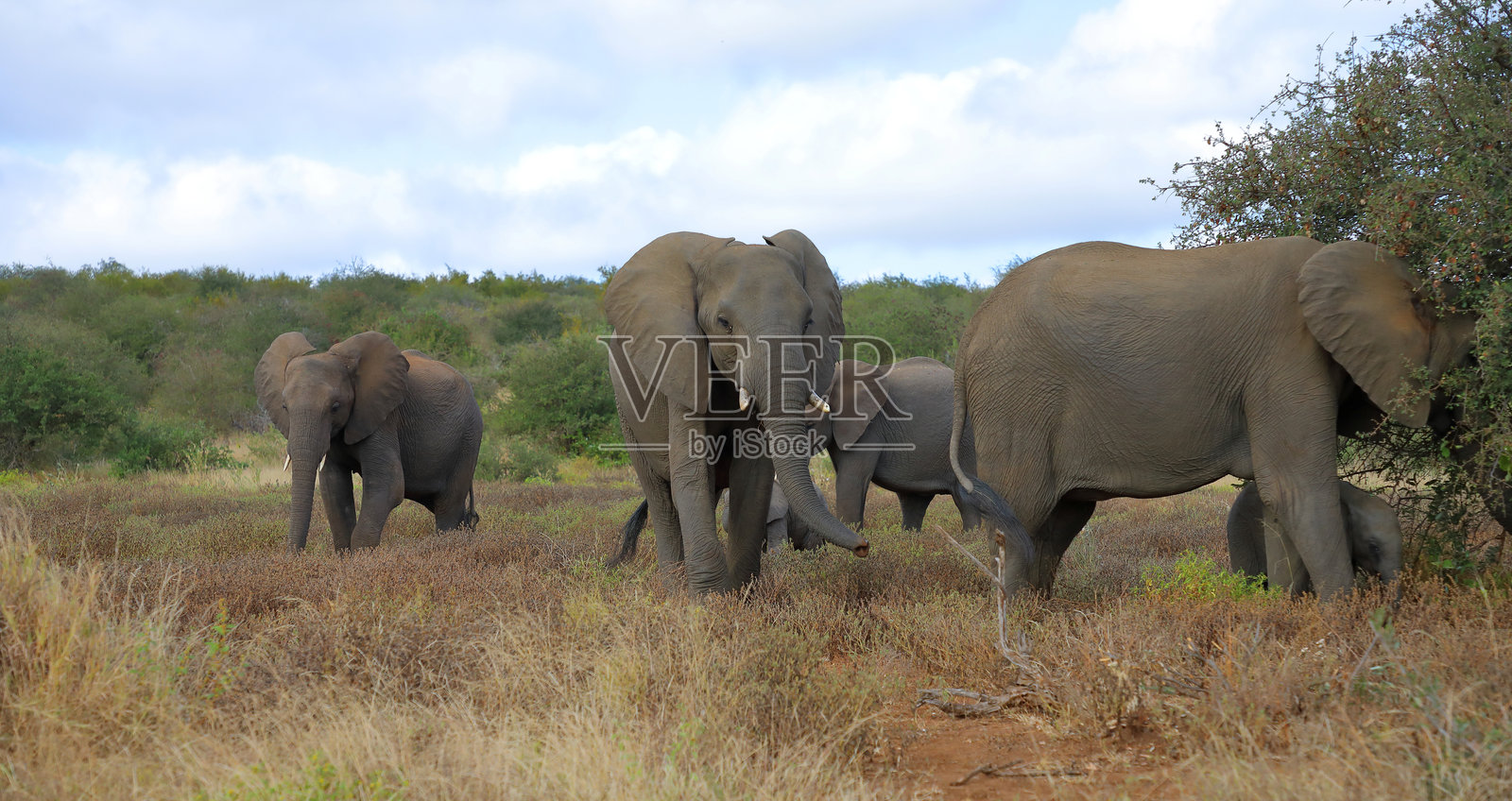 非洲象 / 非洲象 / 非洲象照片摄影图片