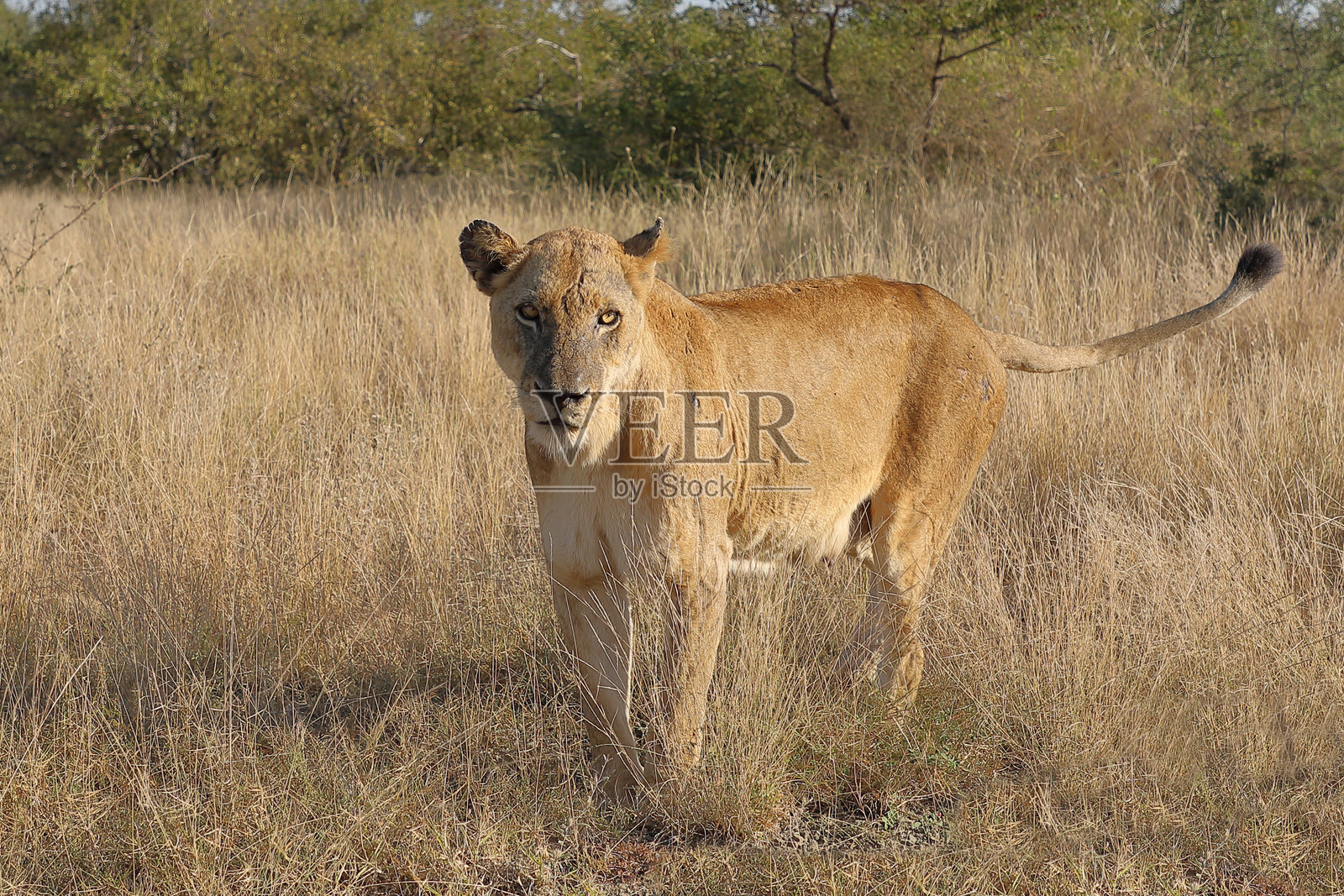 非洲狮 / Panthera leo照片摄影图片
