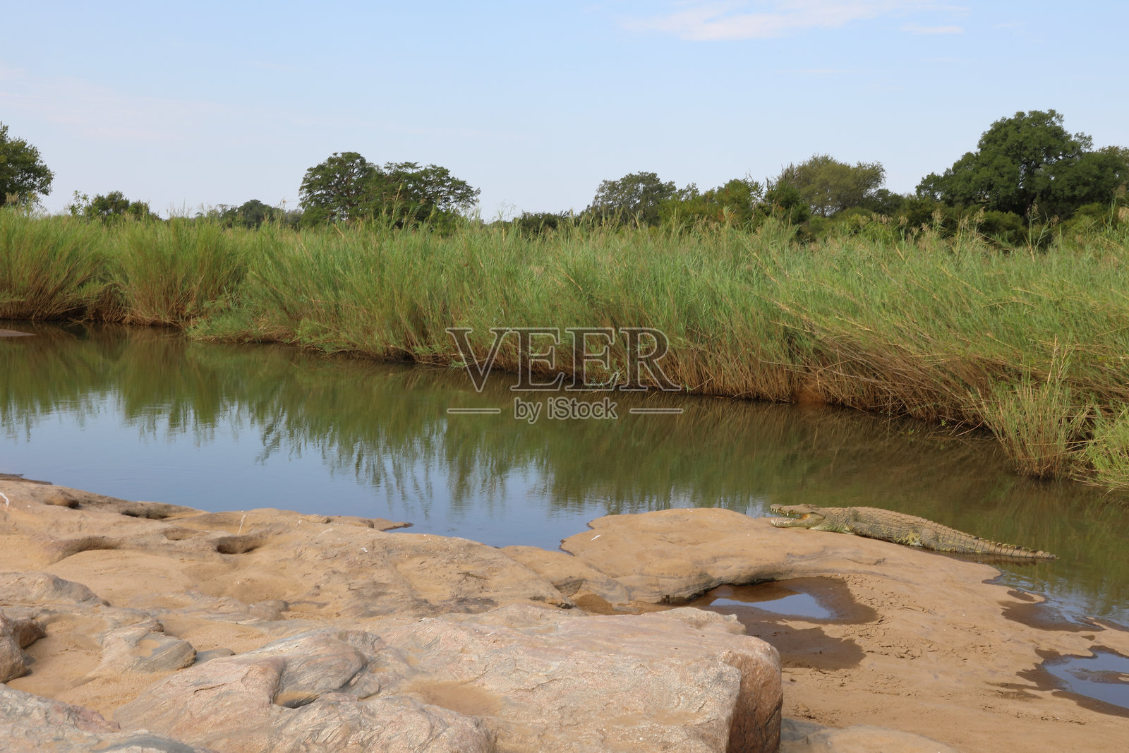 尼罗鳄 / 尼罗鳄鱼 / 尼罗鳄 (Crocodylus niloticus)照片摄影图片