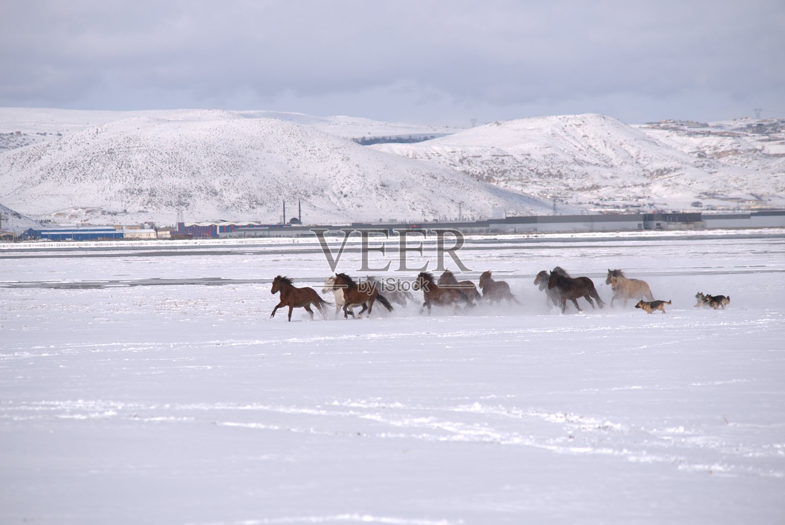 一群马和狗在雪地里奔跑照片摄影图片