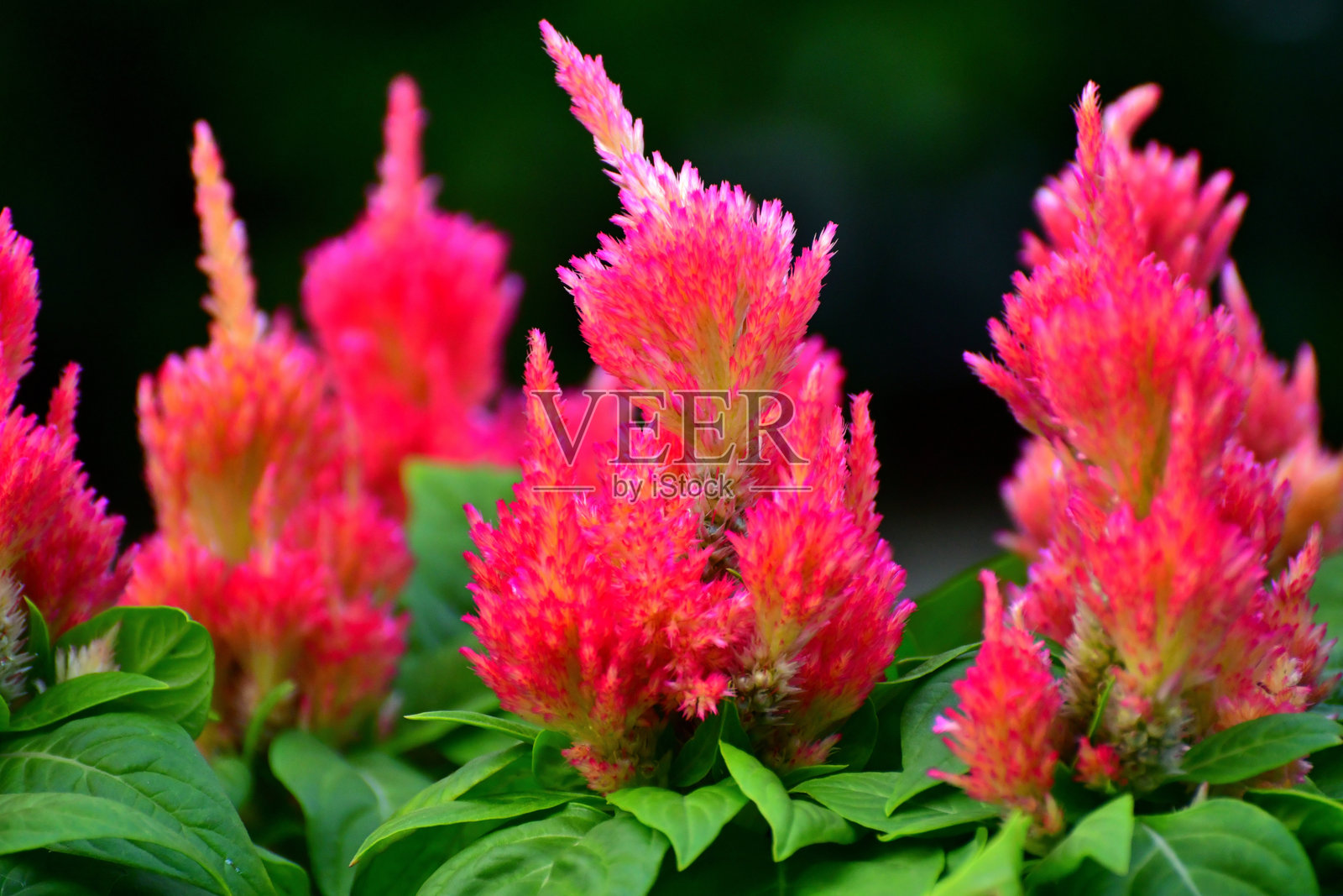 银羽鸡冠花：适合温暖气候的年生植物，具有浓密的羽毛状花序照片摄影图片