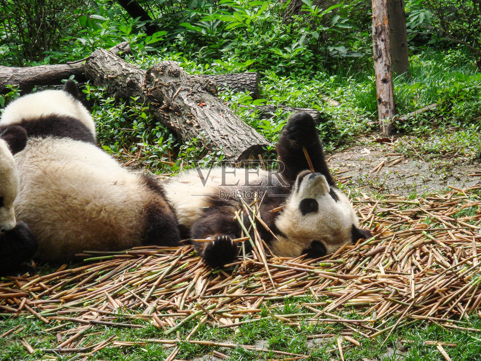 三只熊猫 第一部分照片摄影图片