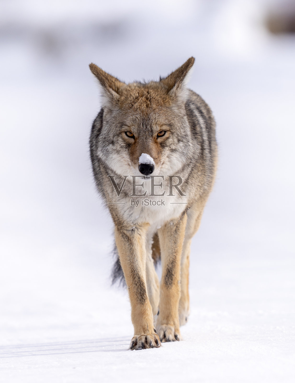 雪中的土狼沿着道路行走照片摄影图片