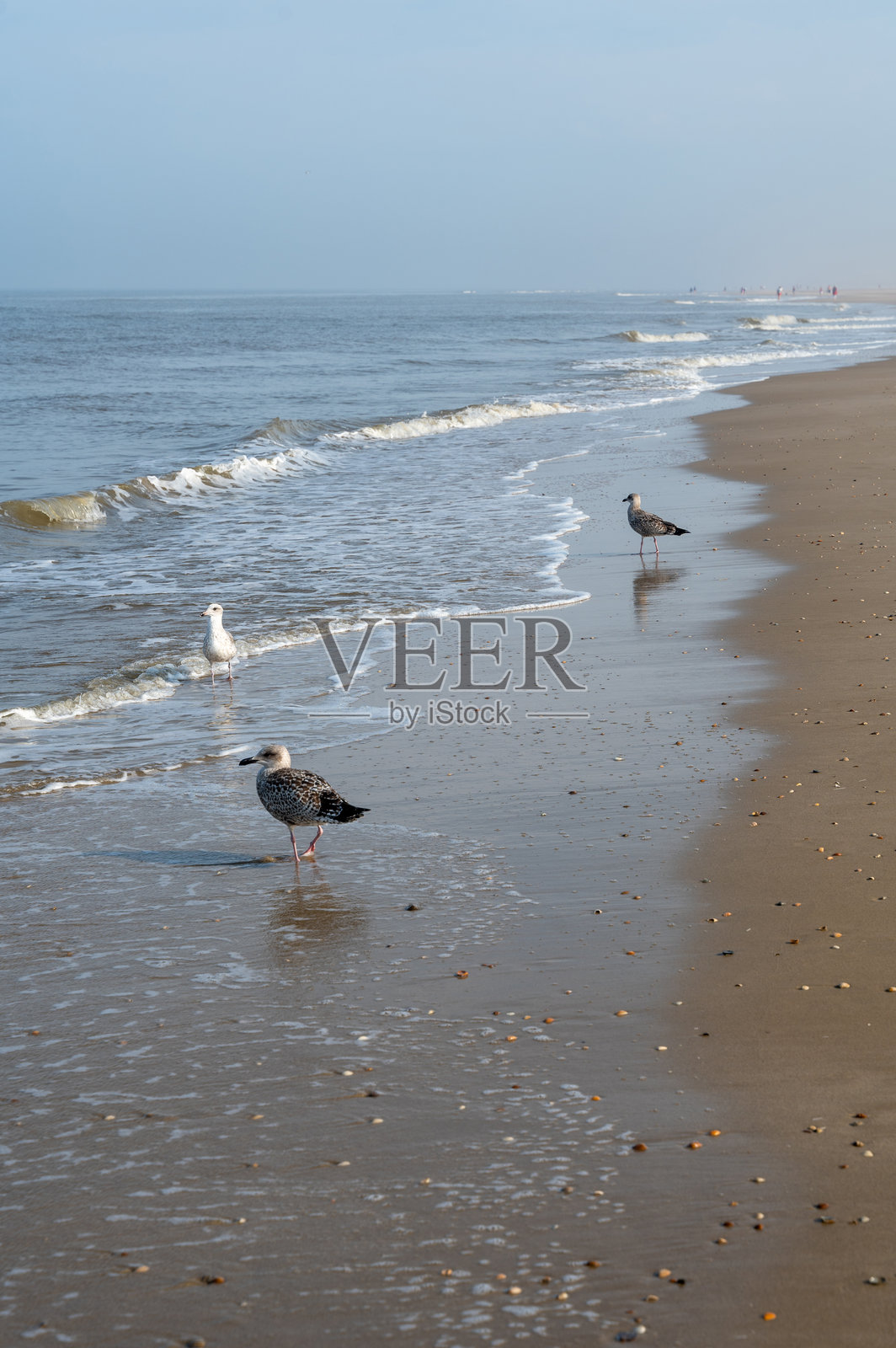 一些海鸥站在沙滩上，面朝海浪照片摄影图片