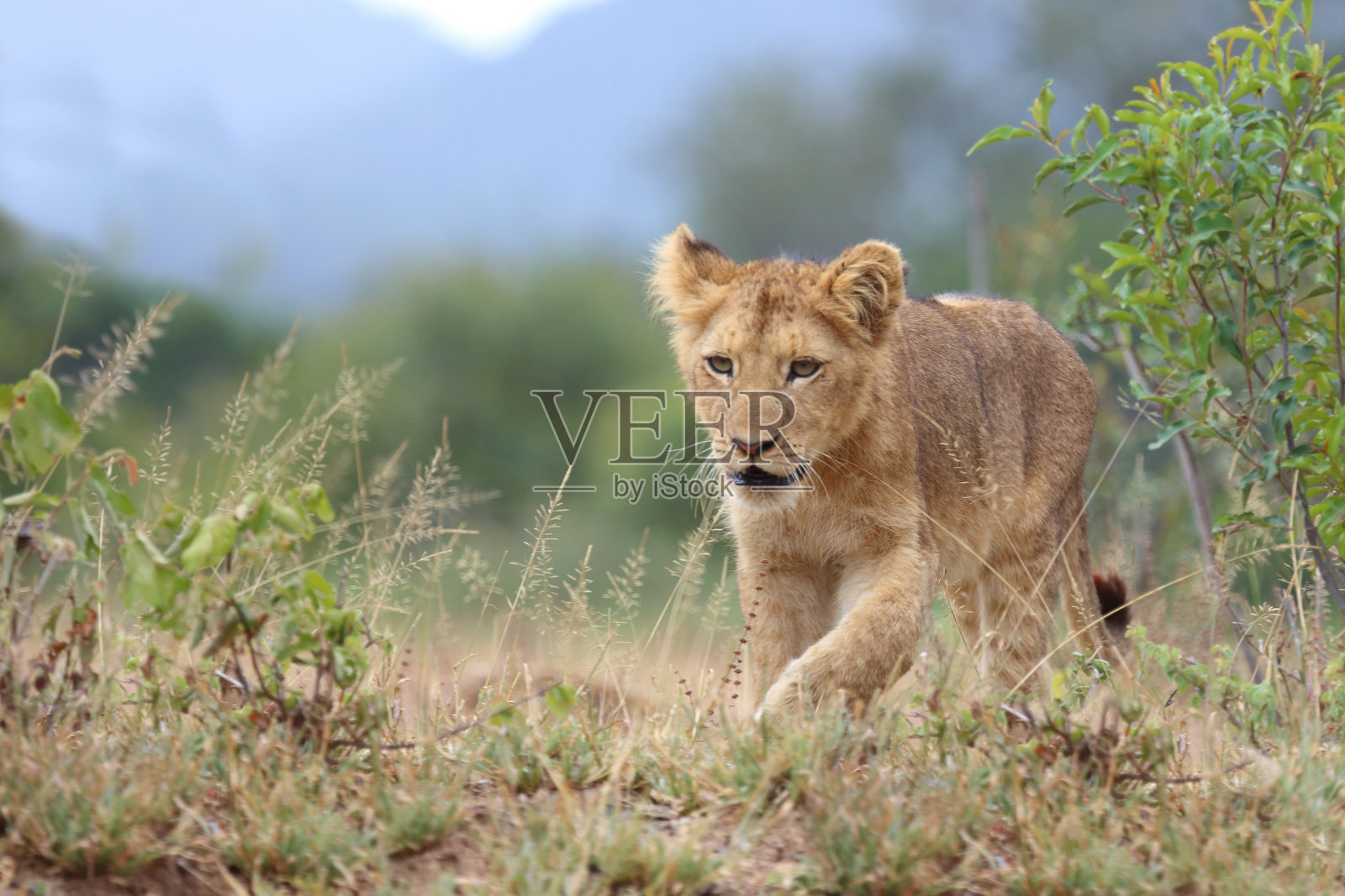 非洲狮 / Panthera leo照片摄影图片