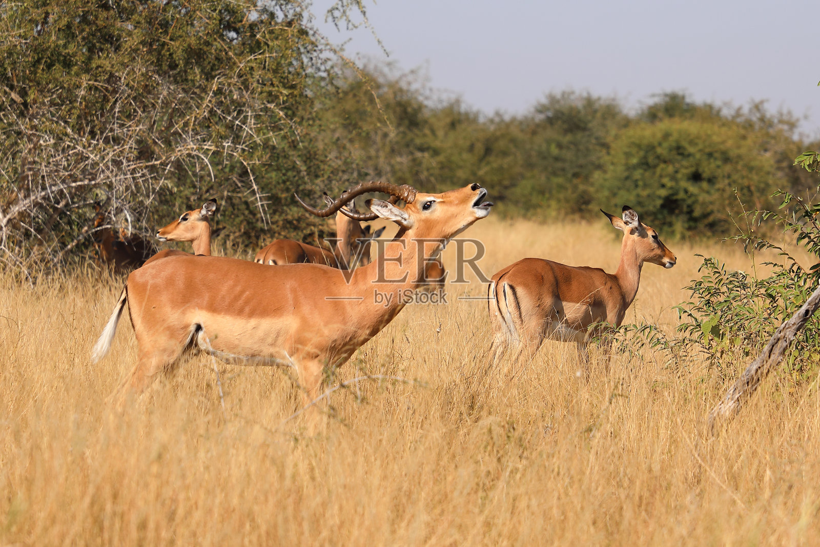 黑斑羚 / Impala / Aepyceros melampus照片摄影图片