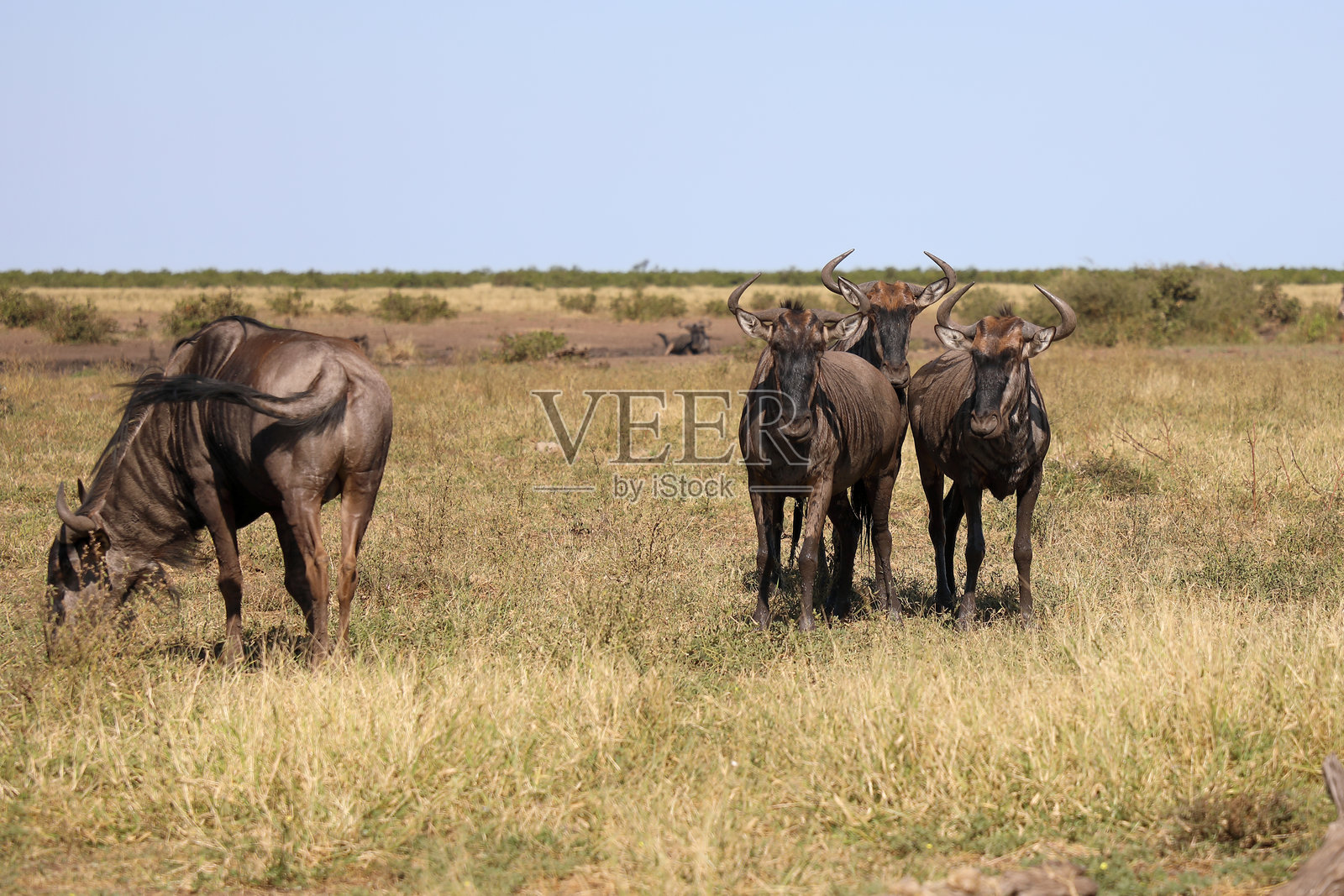 条纹角马 / 蓝色角马 / Connochaetes taurinus照片摄影图片