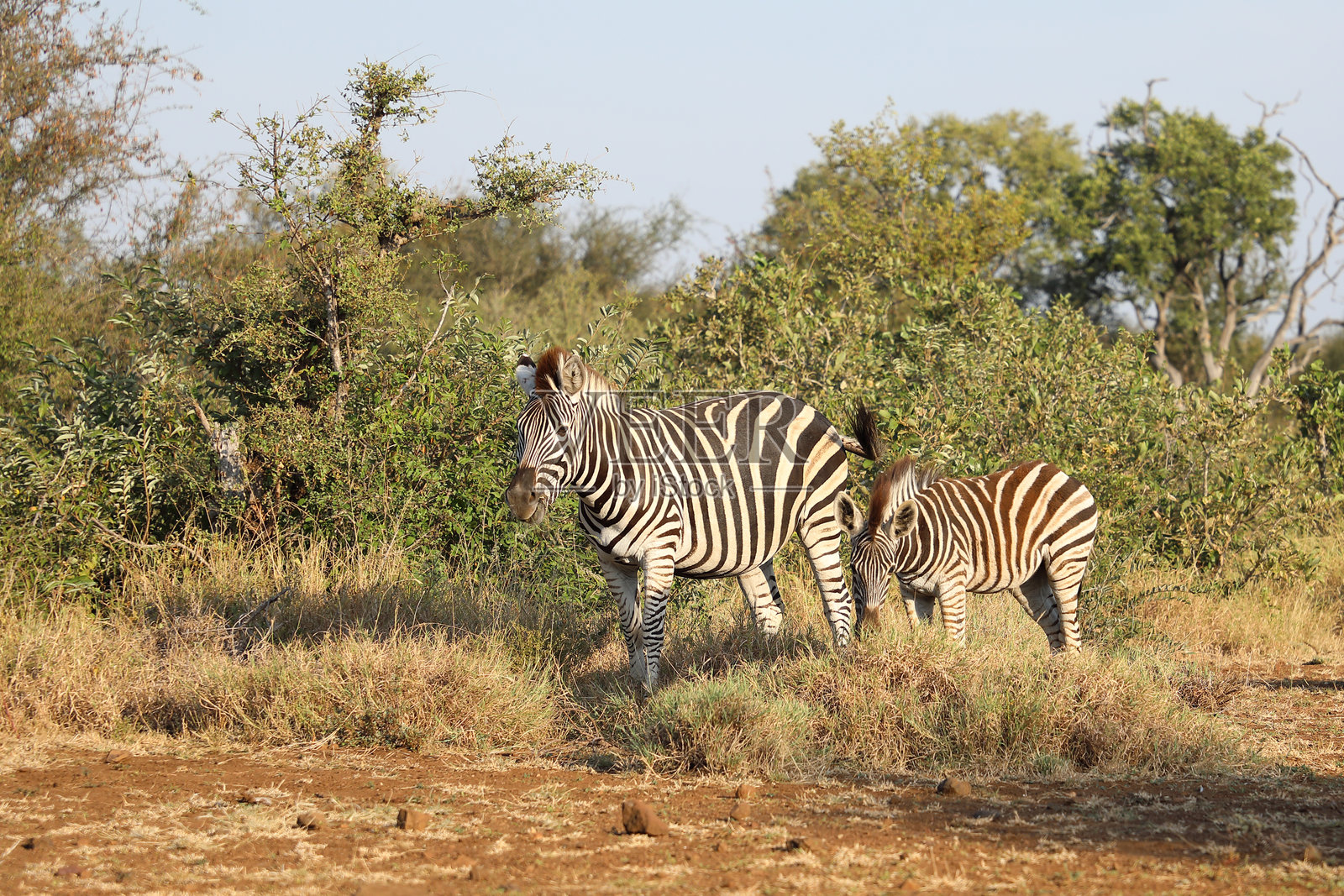 草原斑马 / 伯切尔斑马 / Equus quagga burchellii照片摄影图片