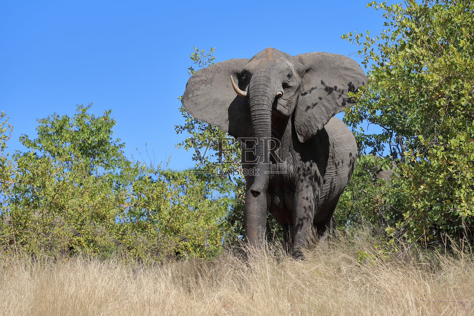 非洲象 / African elephant / Loxodonta africana照片摄影图片