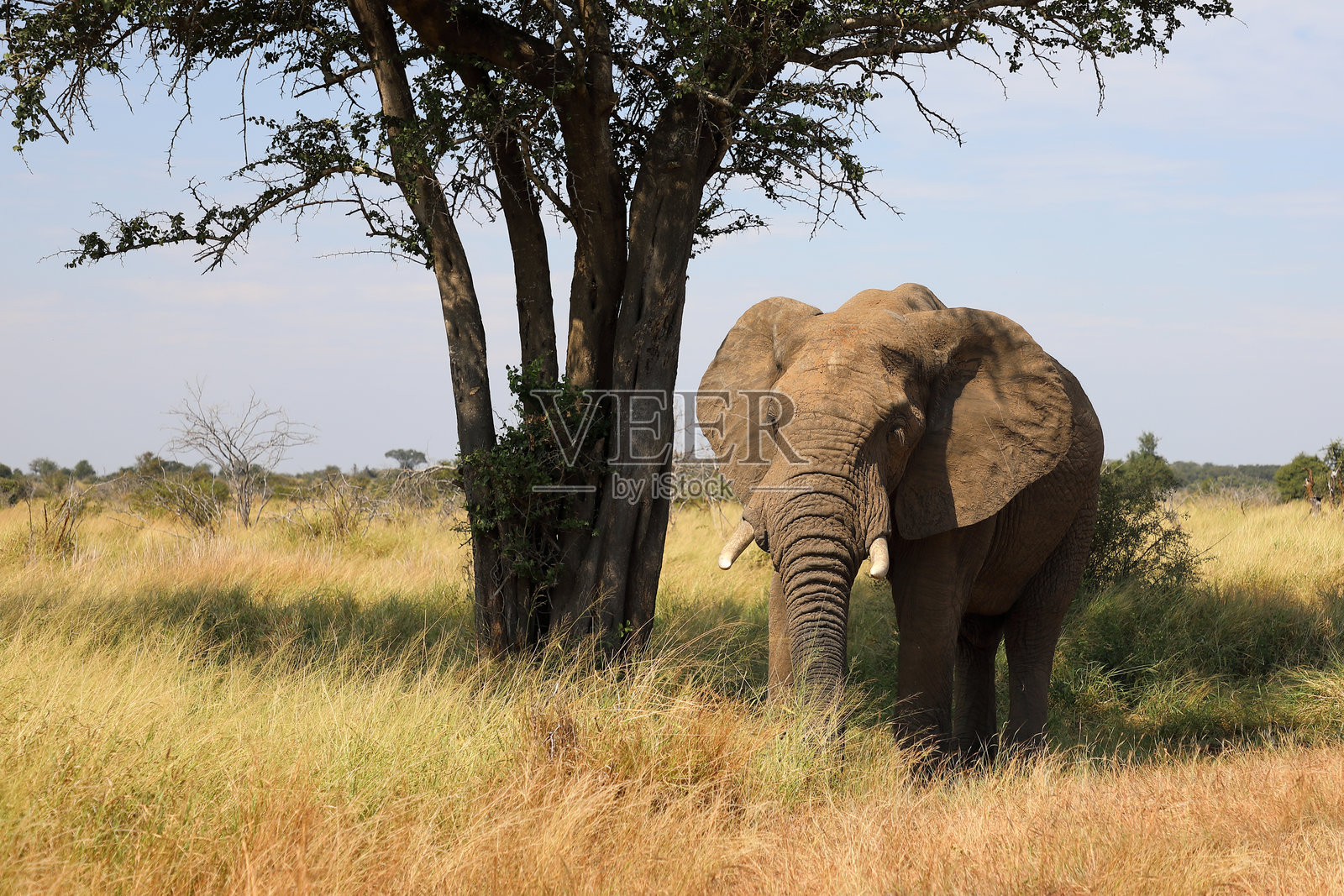 非洲象 / 非洲象 / 非洲象照片摄影图片