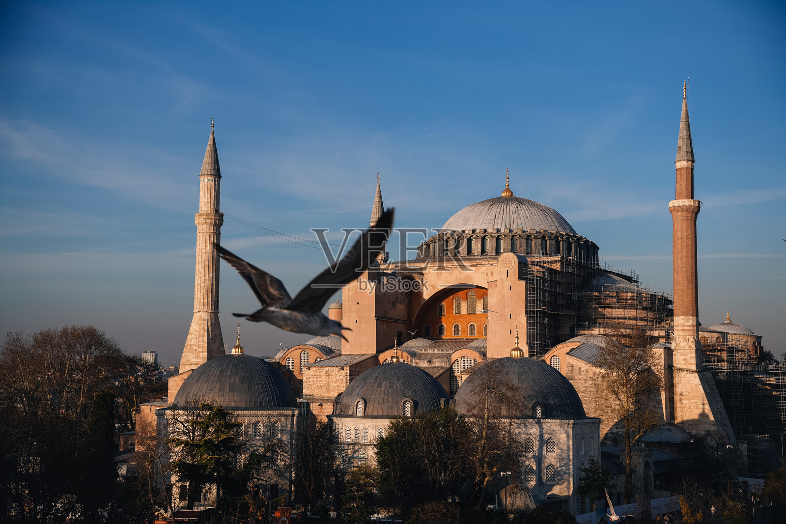 海鸥在伊斯坦布尔的圣索非亚大教堂上空飞翔照片摄影图片