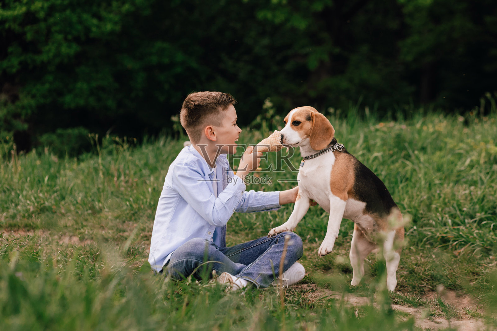 男孩在夏季公园的草地上与他的比格犬一起玩耍和分享冰淇淋。积极的生活方式、幸福和乐趣、宠物产品、家庭用品。照片摄影图片