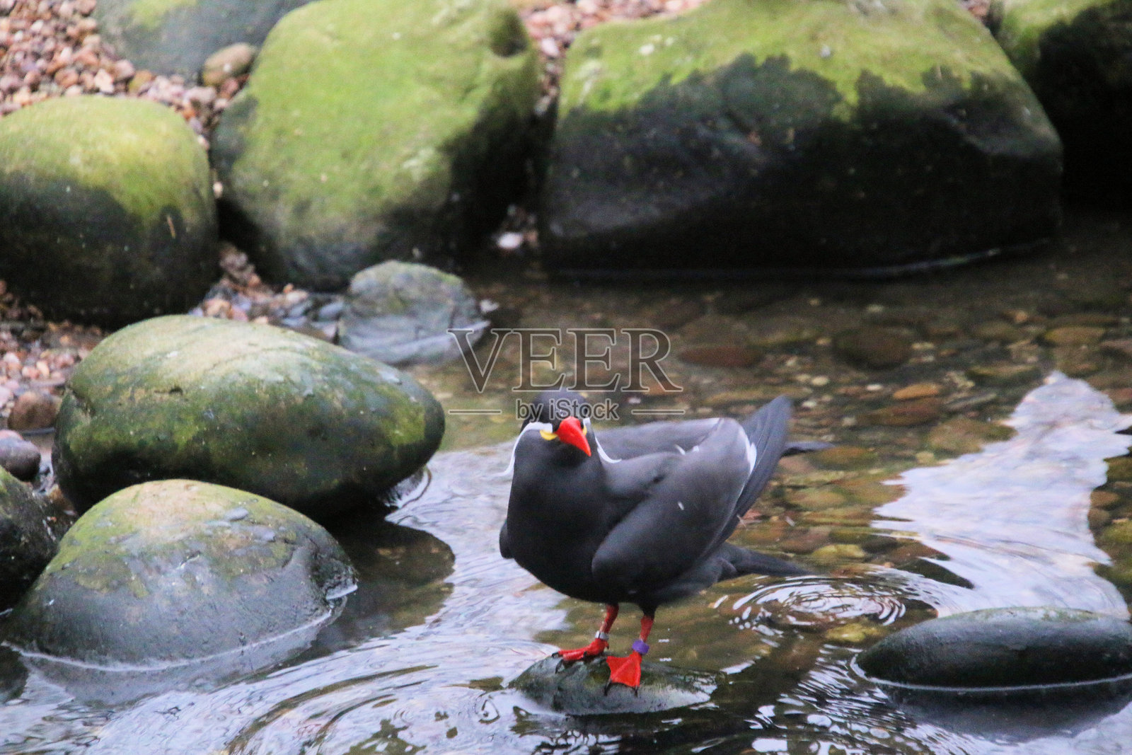 印加燕鸥的景观照片摄影图片