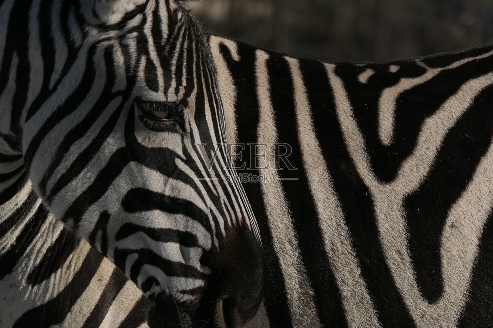 斑马的目光，法国奥德省的西热非洲保护区照片摄影图片