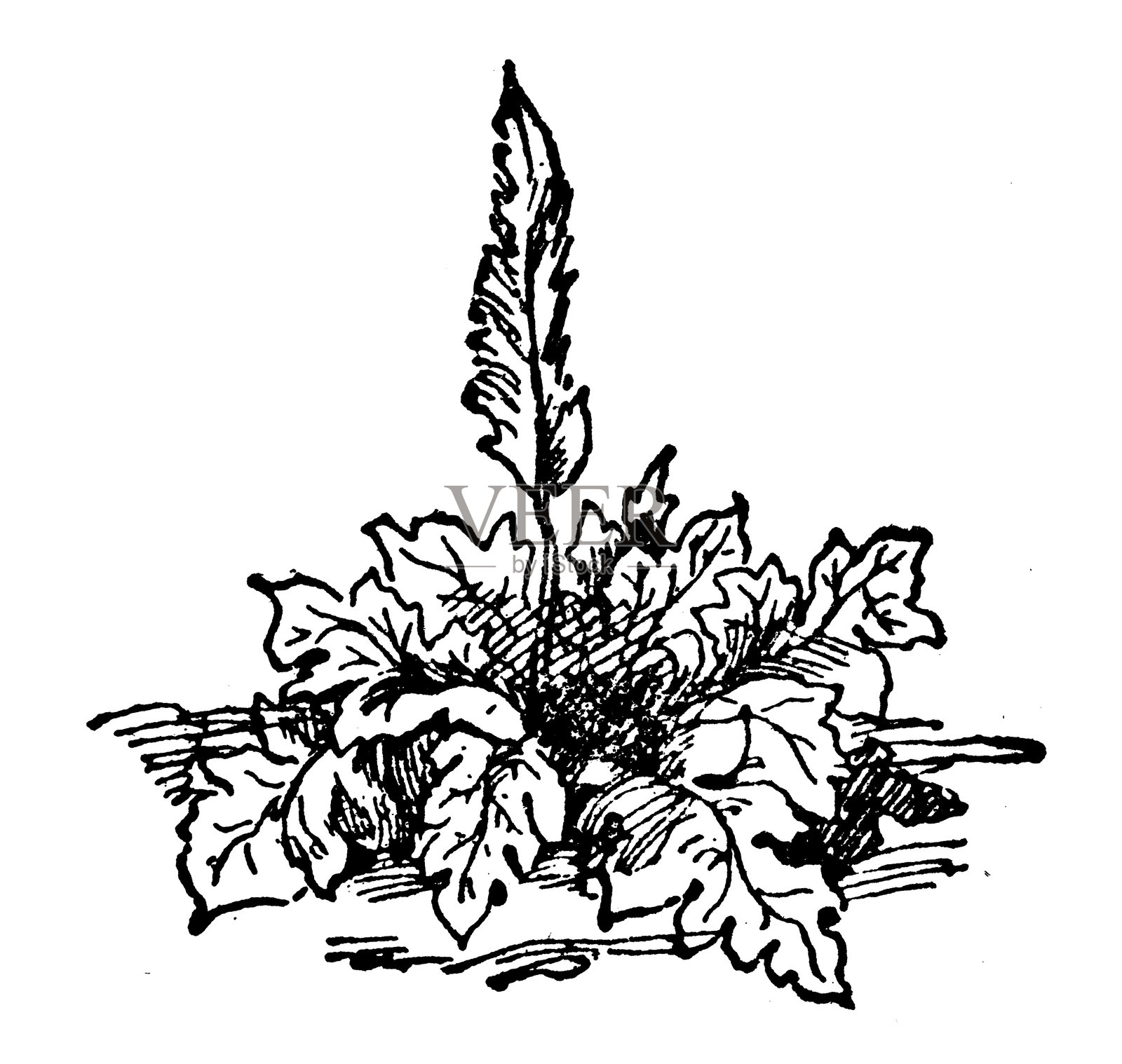 软叶刺芹插画图片素材