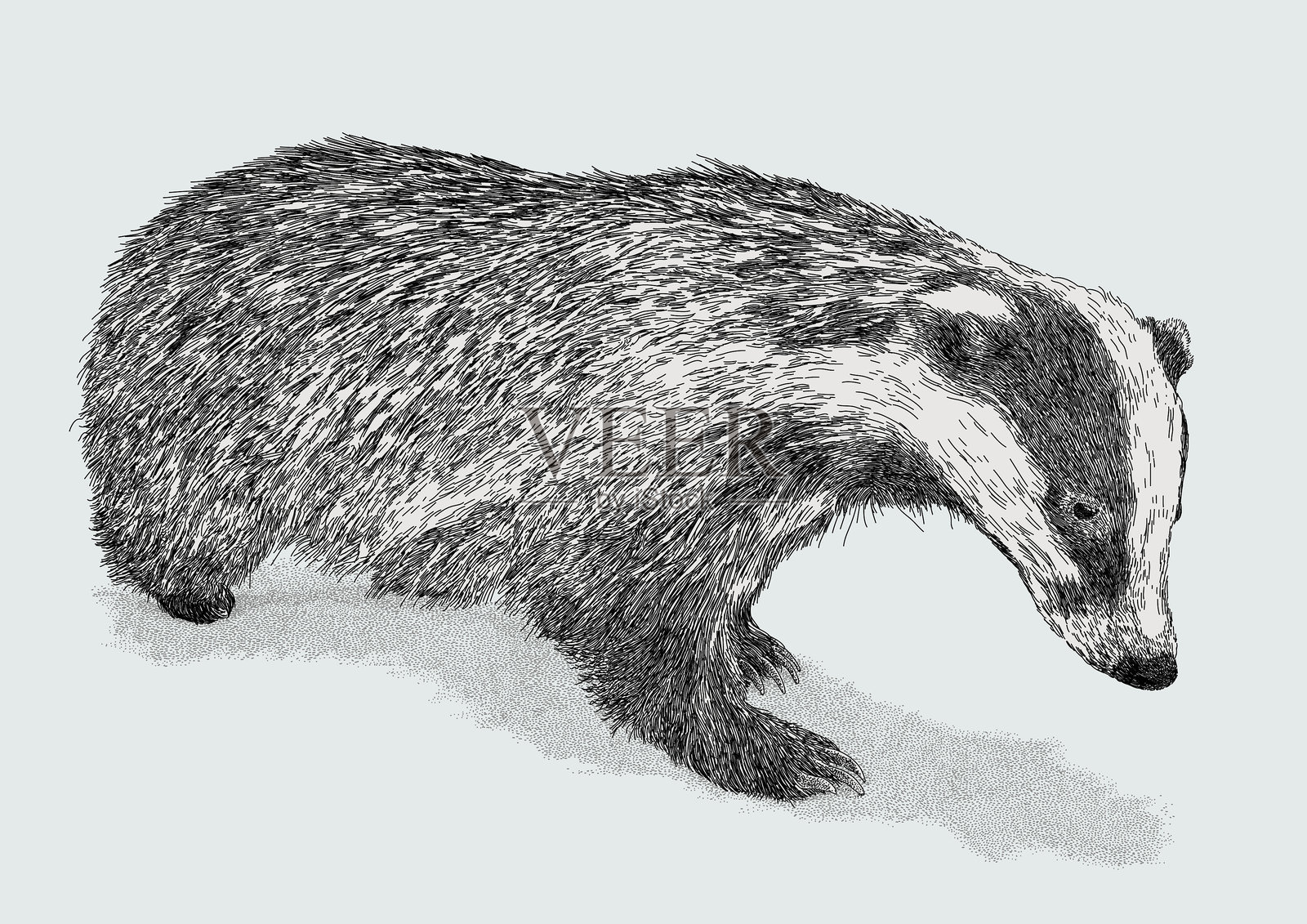 獾插画图片素材