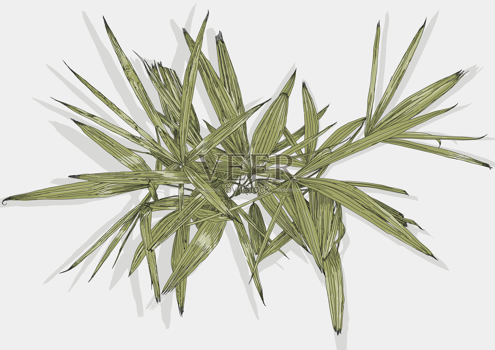 盆栽棕榈植物插画图片素材