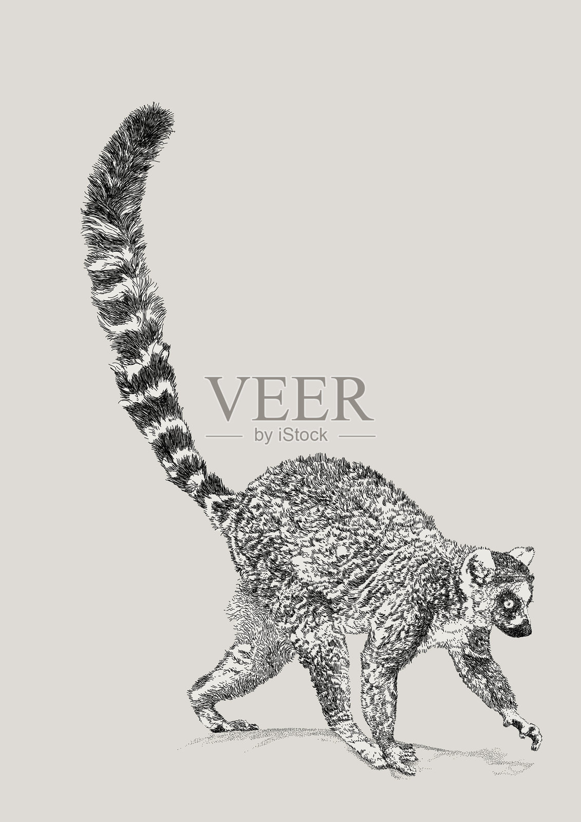 环尾狐猴在行走插画图片素材