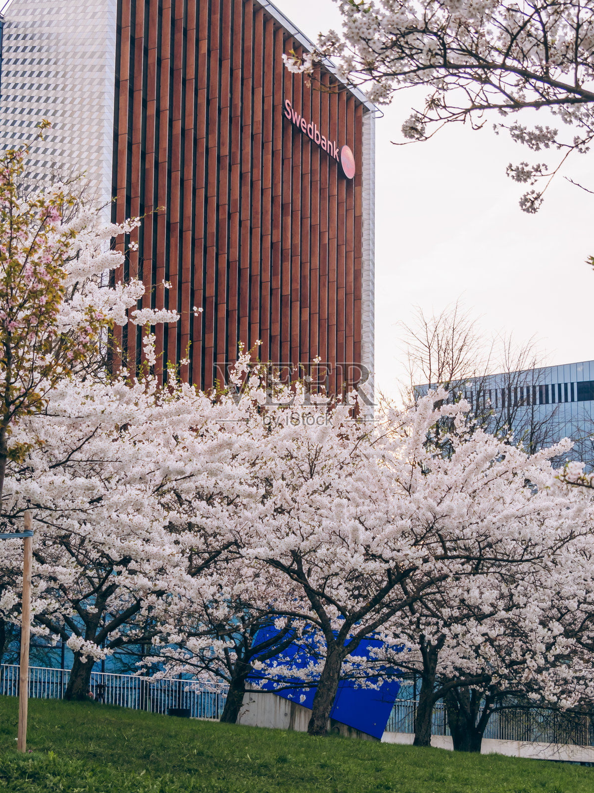 千根樱花公园的樱花照片摄影图片