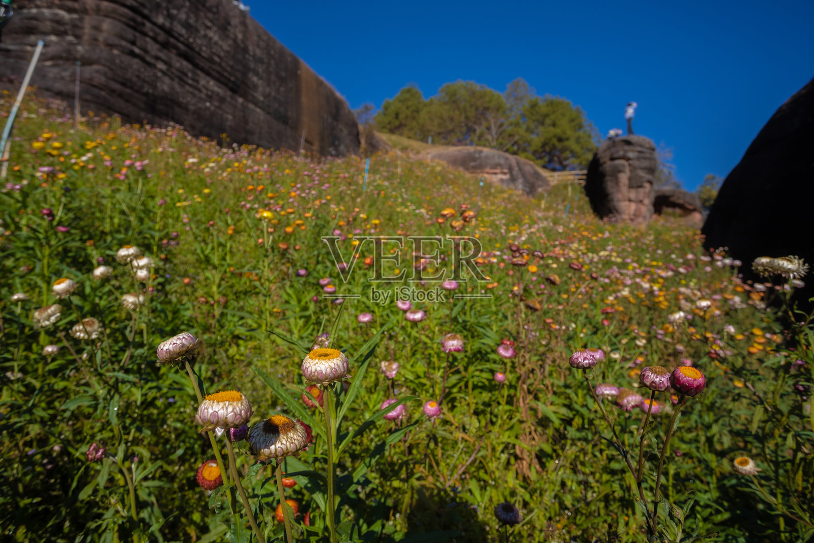 纸花田的美丽（干花田），普欣荣克国家公园，披集府照片摄影图片