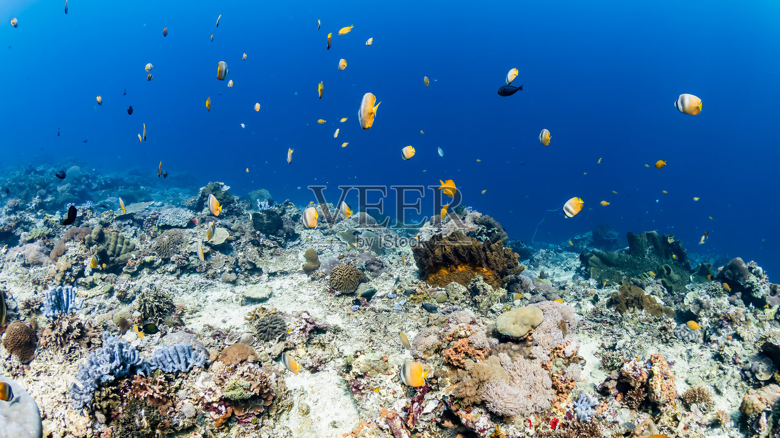 巴厘岛浅水珊瑚礁上的蝴蝶鱼照片摄影图片