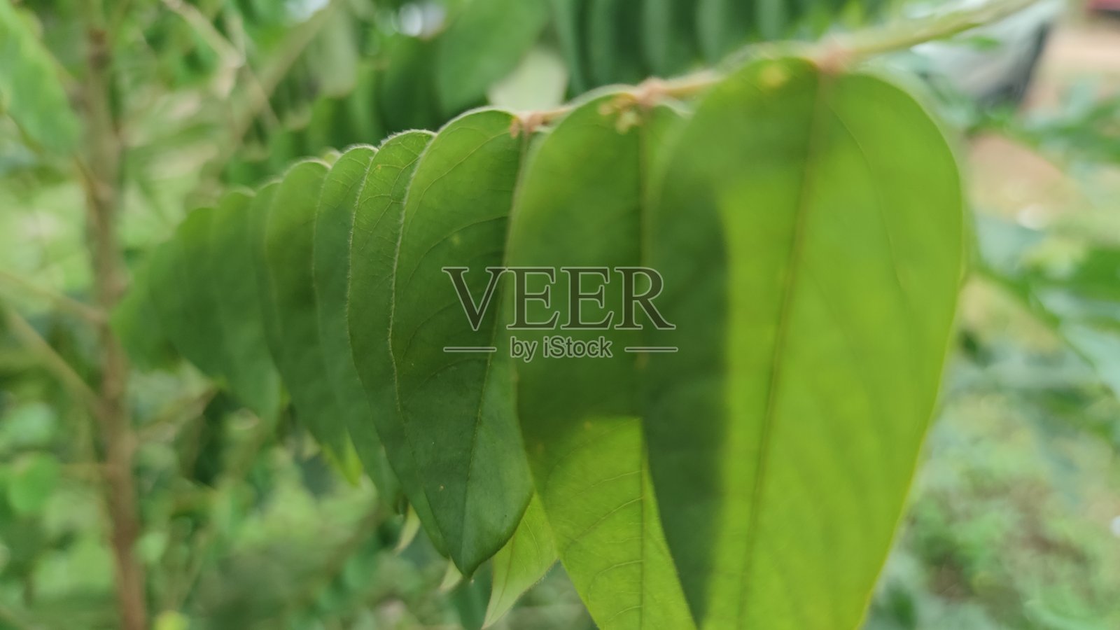 星果叶子像悬挂一样照片摄影图片