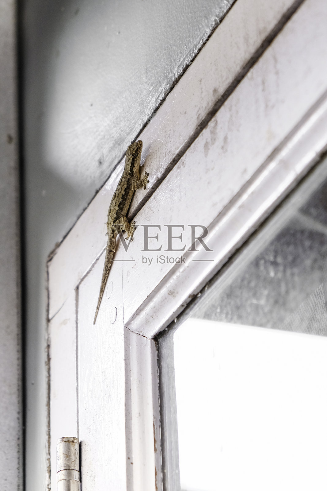 窗户上的家蜥蜴或小壁虎特写。照片摄影图片