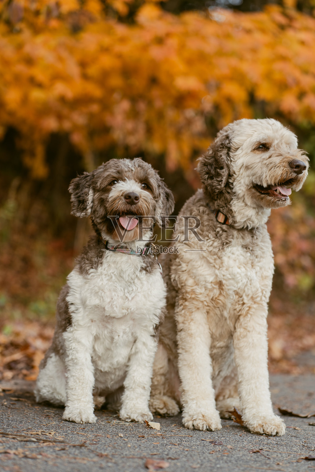 两只狗坐在秋天的户外，背后是金色的落叶。照片摄影图片