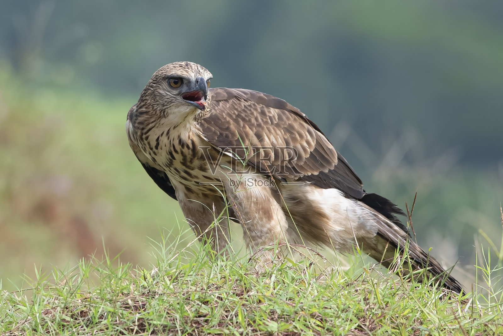 变化的鹰隼，目光凶猛照片摄影图片