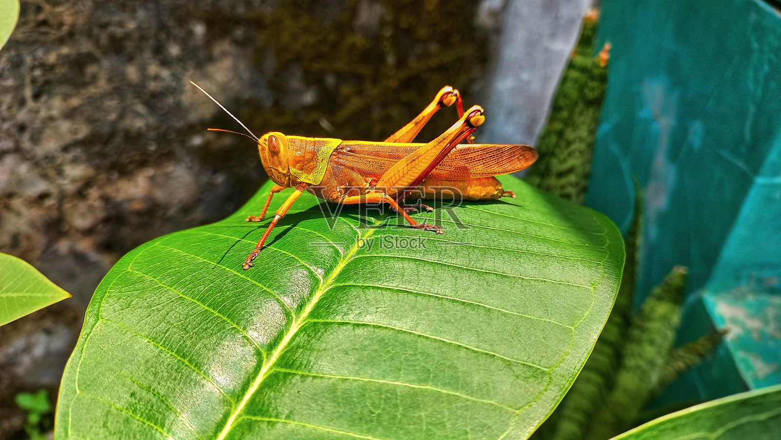 蚂蚱栖息照片摄影图片