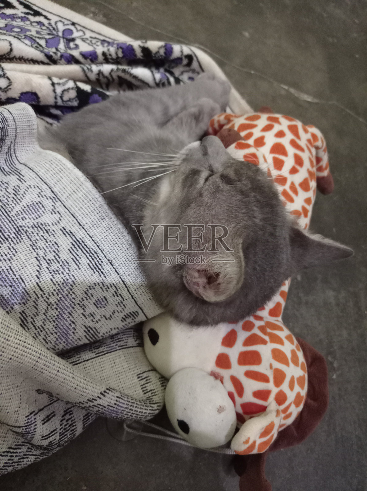 猫咪与玩偶一起睡觉照片摄影图片