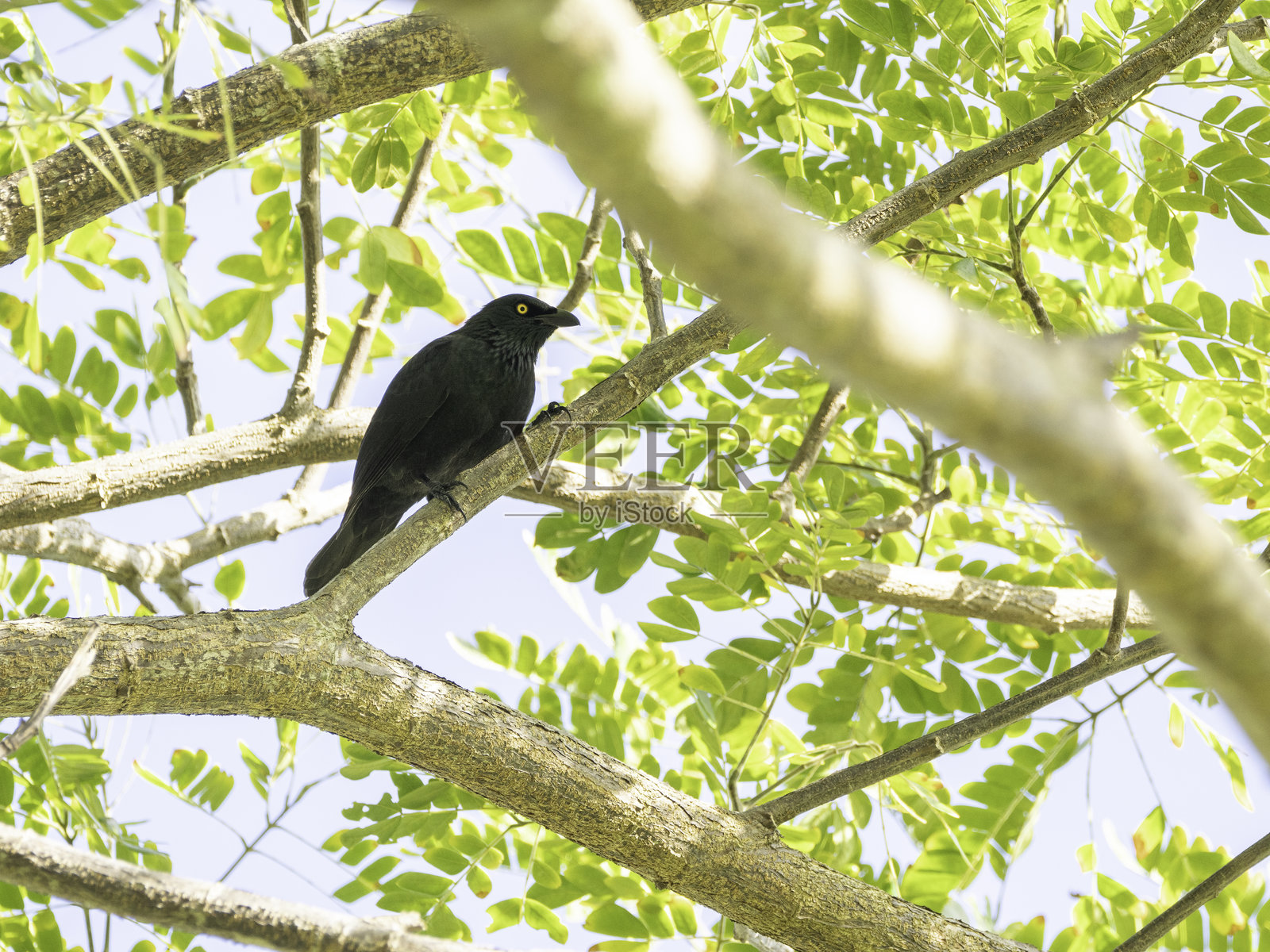 密克罗尼西亚椋鸟栖息在树枝上照片摄影图片
