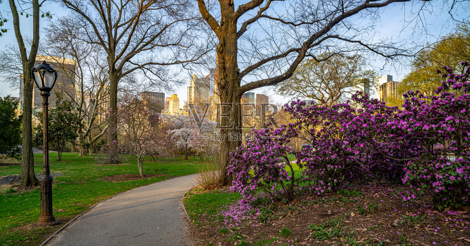 中央公园的春天，清晨照片摄影图片