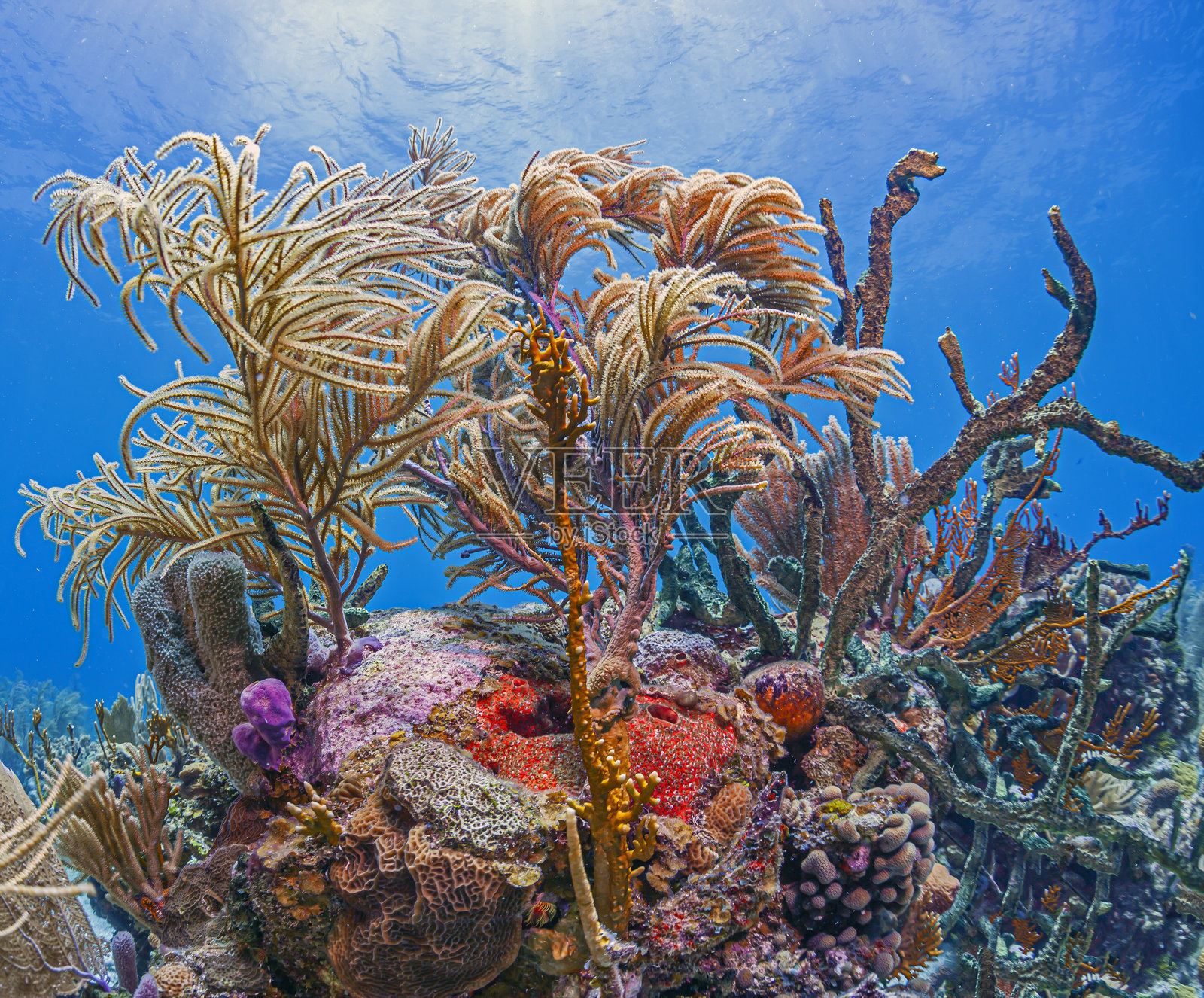 加勒比海珊瑚花园，博内尔照片摄影图片