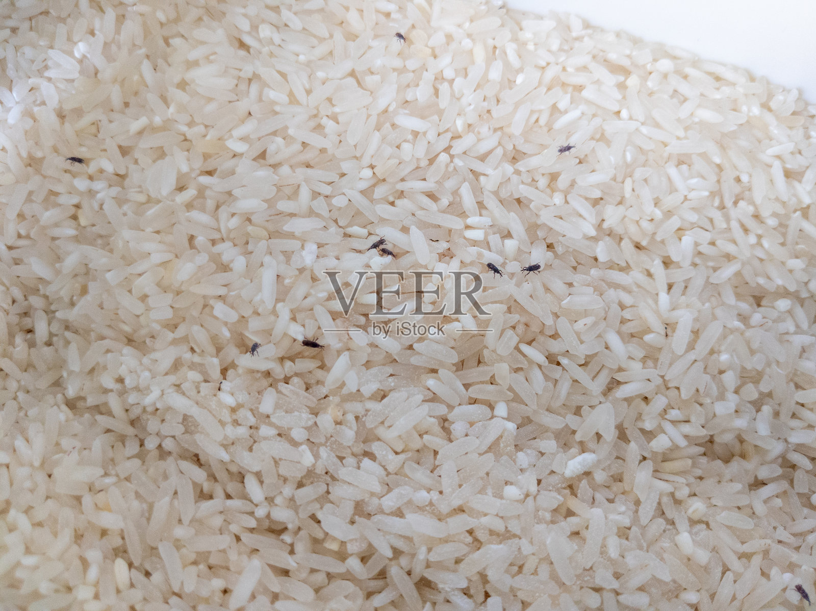 未煮的米粒的详细观察，不幸的是照片摄影图片
