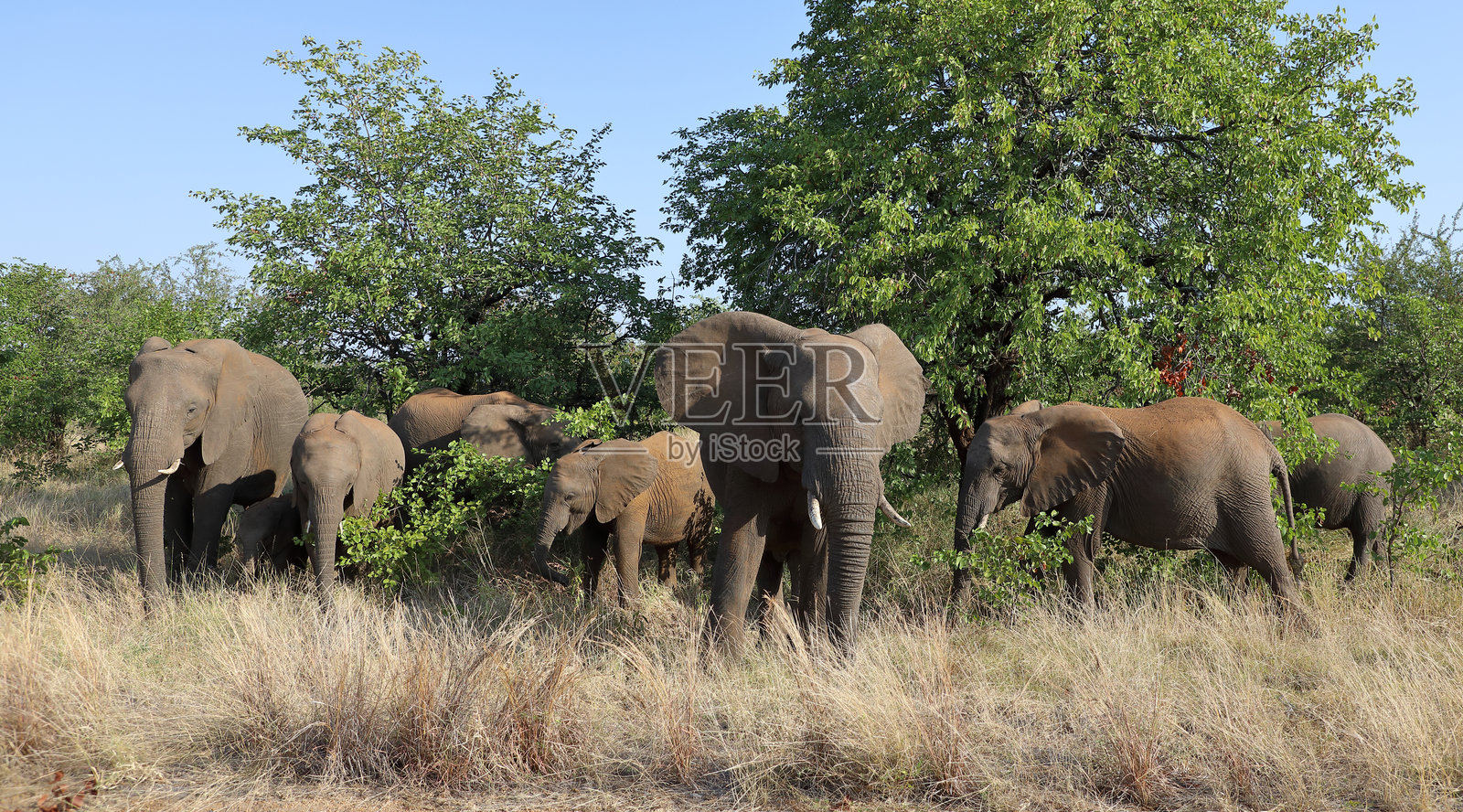 非洲象 / 非洲象 / 非洲象 (Loxodonta africana)照片摄影图片