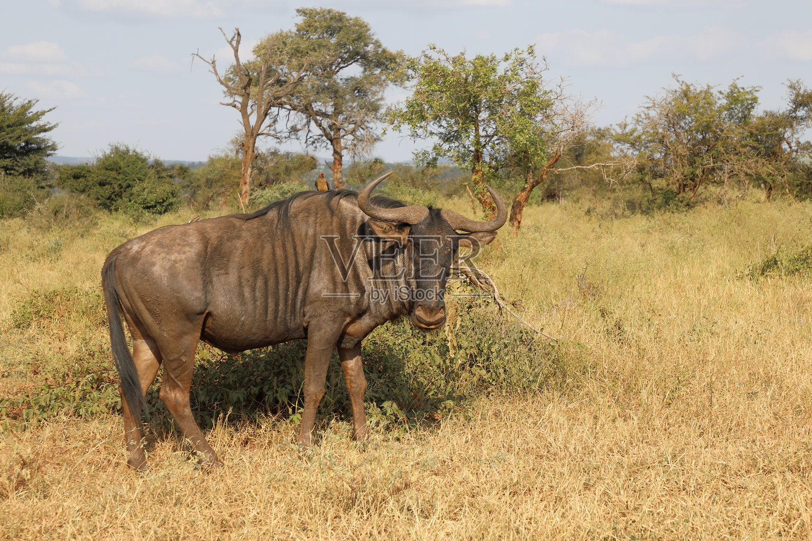 条纹角马 / 蓝色角马 / Connochaetes taurinus照片摄影图片