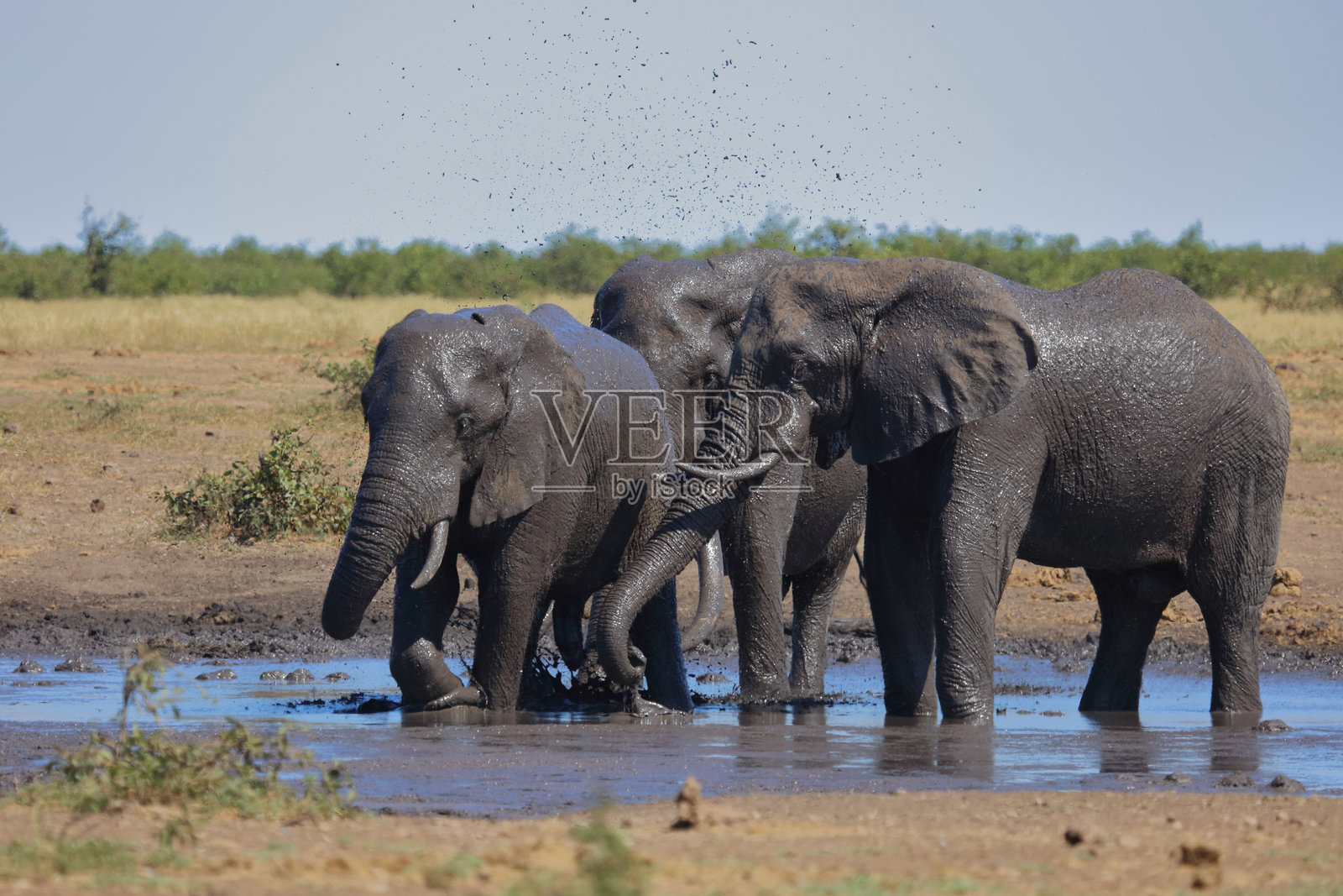 非洲象 / African elephant / Loxodonta africana照片摄影图片
