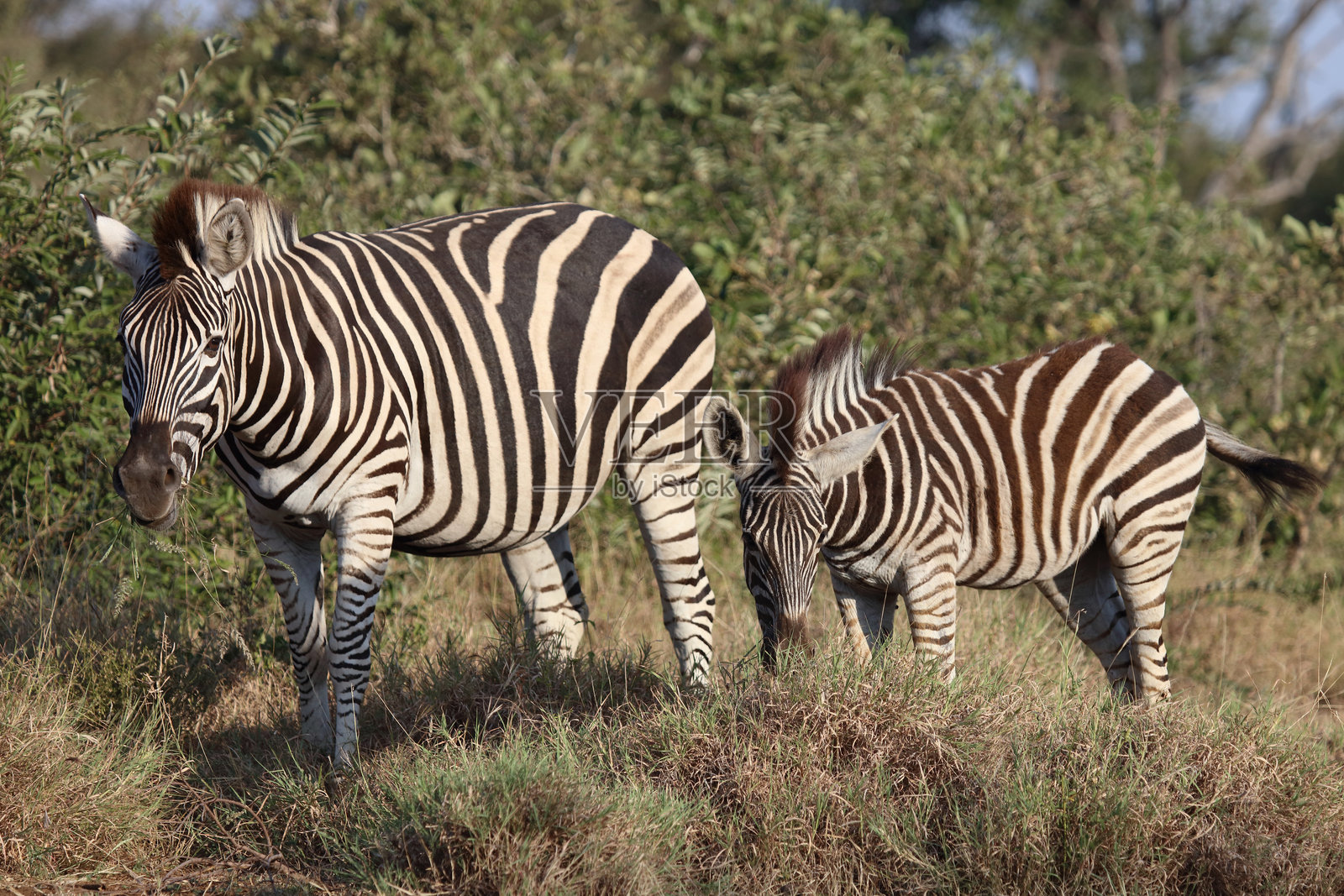 草原斑马 / 伯切尔斑马 / Equus quagga burchellii照片摄影图片