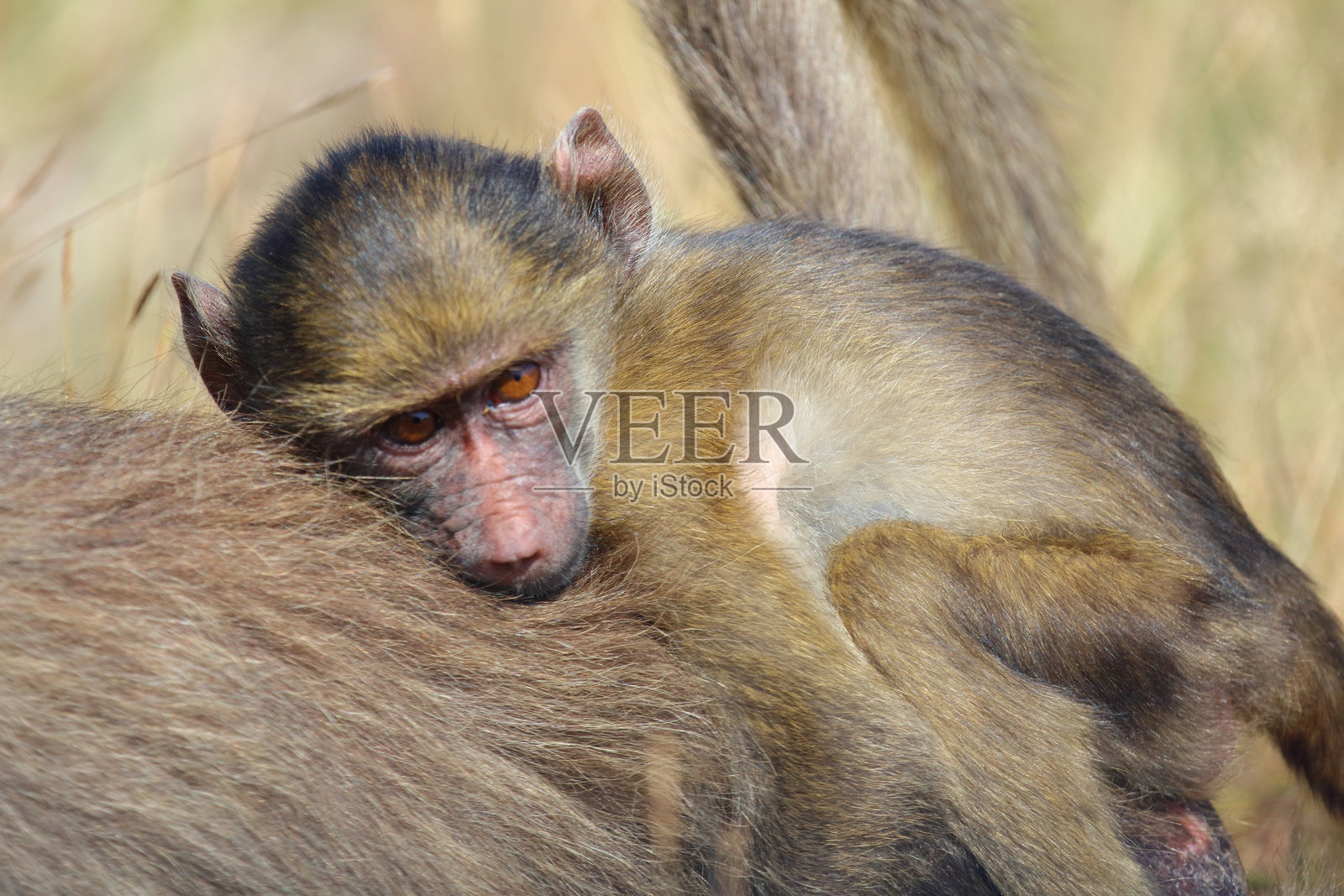 巴伦狒狒 / 查克马狒狒 / 巴比奥狒狒照片摄影图片