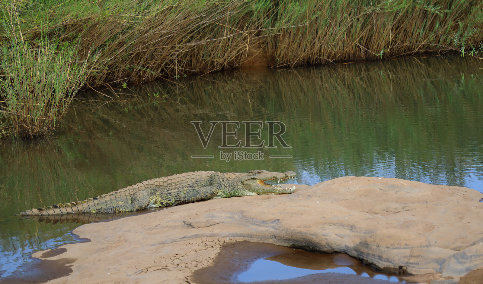 尼罗鳄 / 尼罗鳄鱼 / 尼罗鳄 (Crocodylus niloticus)照片摄影图片