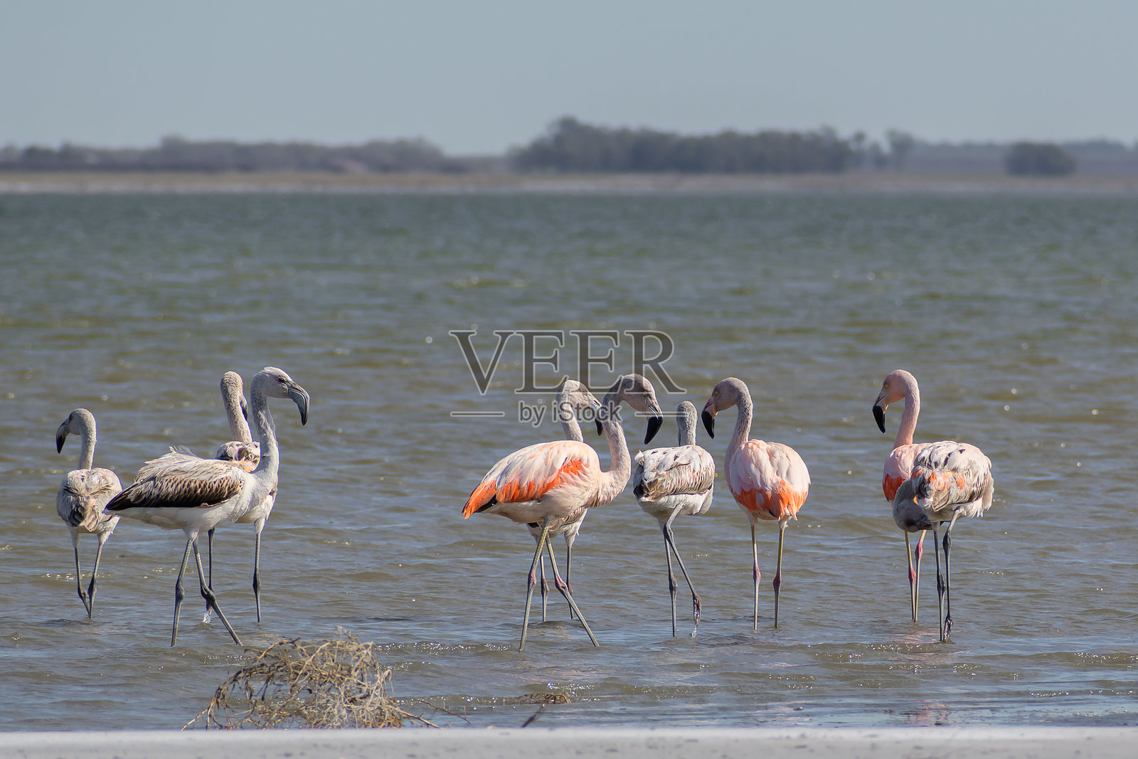 一群火烈鸟在湖中的肖像照片摄影图片