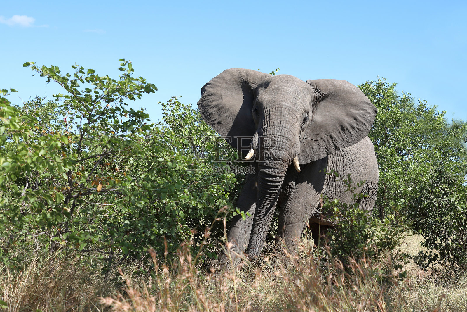 非洲象 / African elephant / Loxodonta africana照片摄影图片