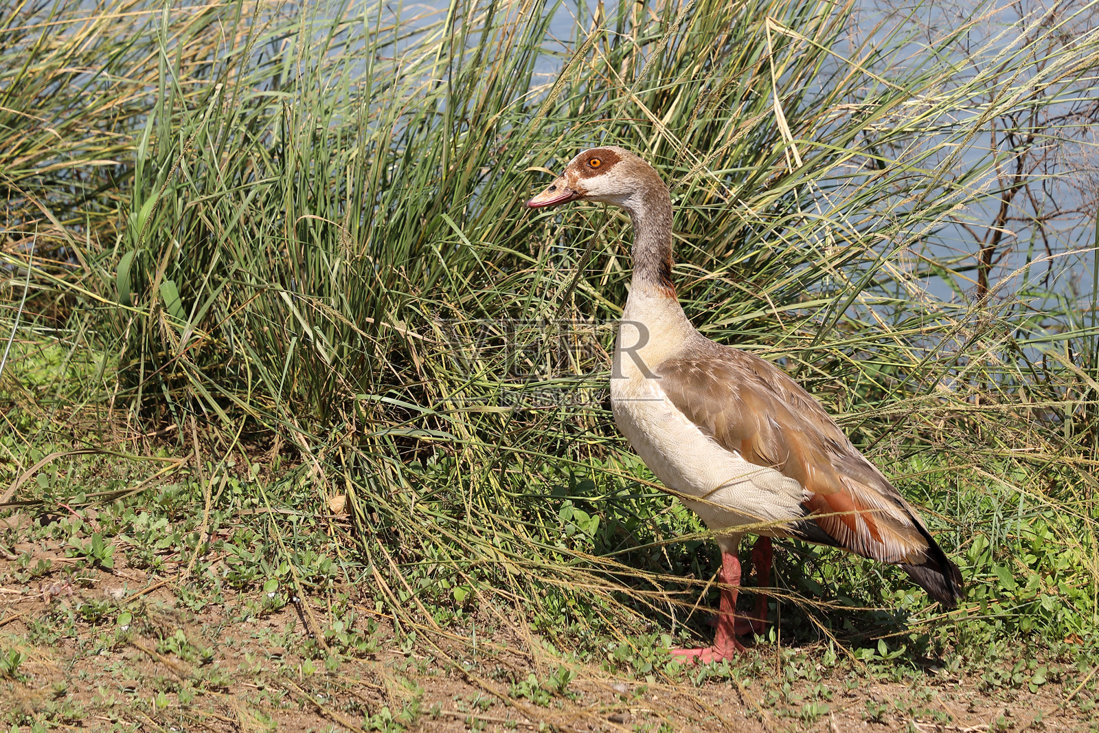 尼尔冈 / 埃及鹅 / 阿洛波琴·埃及亚库斯照片摄影图片