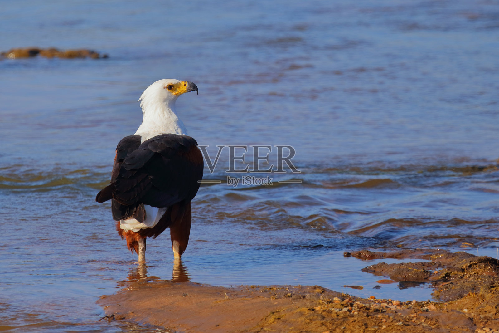非洲鱼鹰 / African fish-eagle / Haliaeetus vocifer照片摄影图片