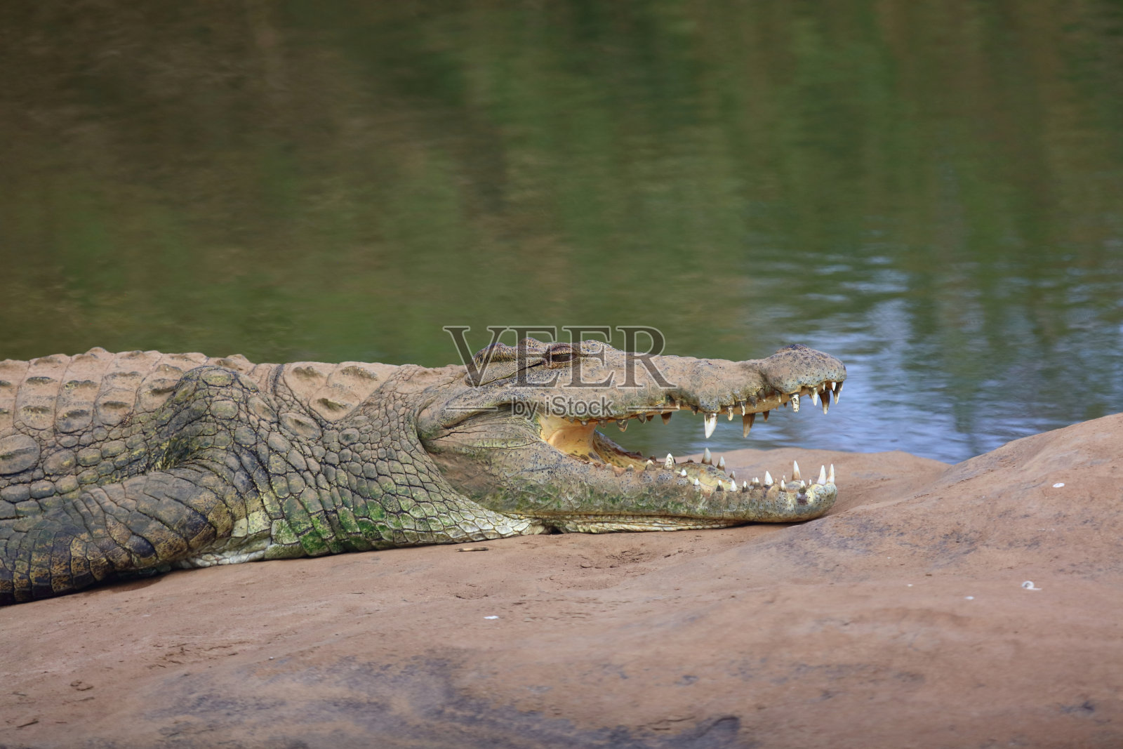 尼罗鳄 / 尼罗鳄鱼 / 尼罗鳄 (Crocodylus niloticus)照片摄影图片