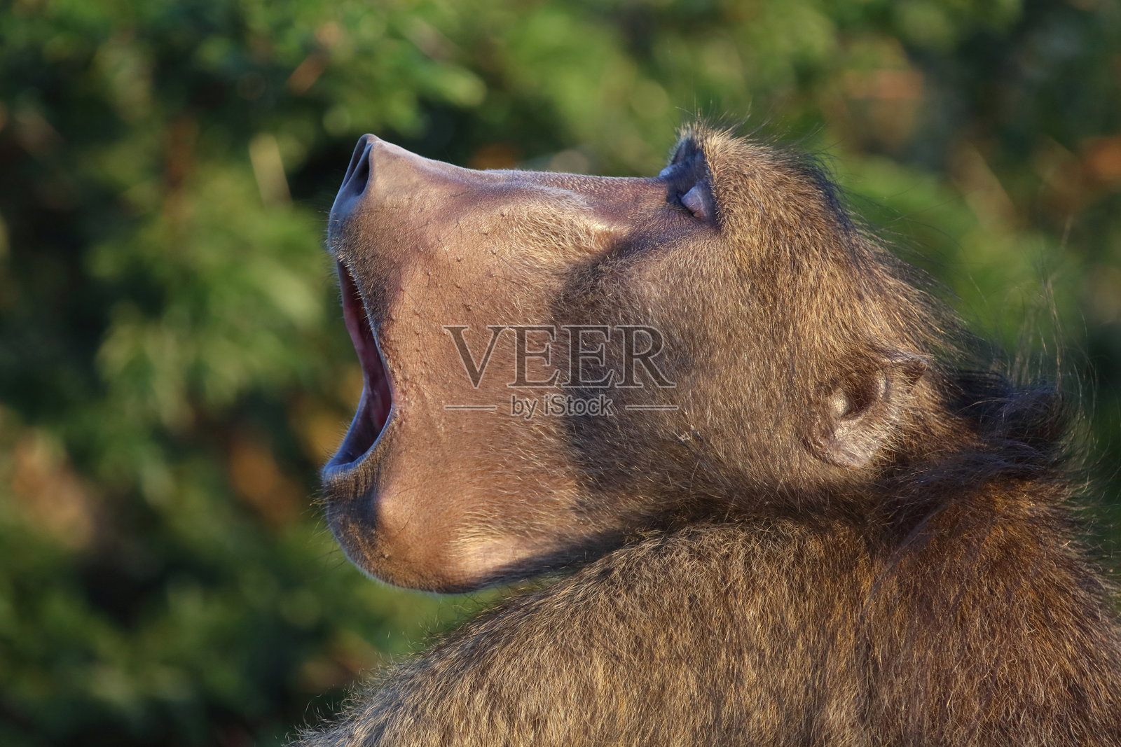 巴伦狒狒 / 查克马狒狒 / 巴比奥狒狒照片摄影图片