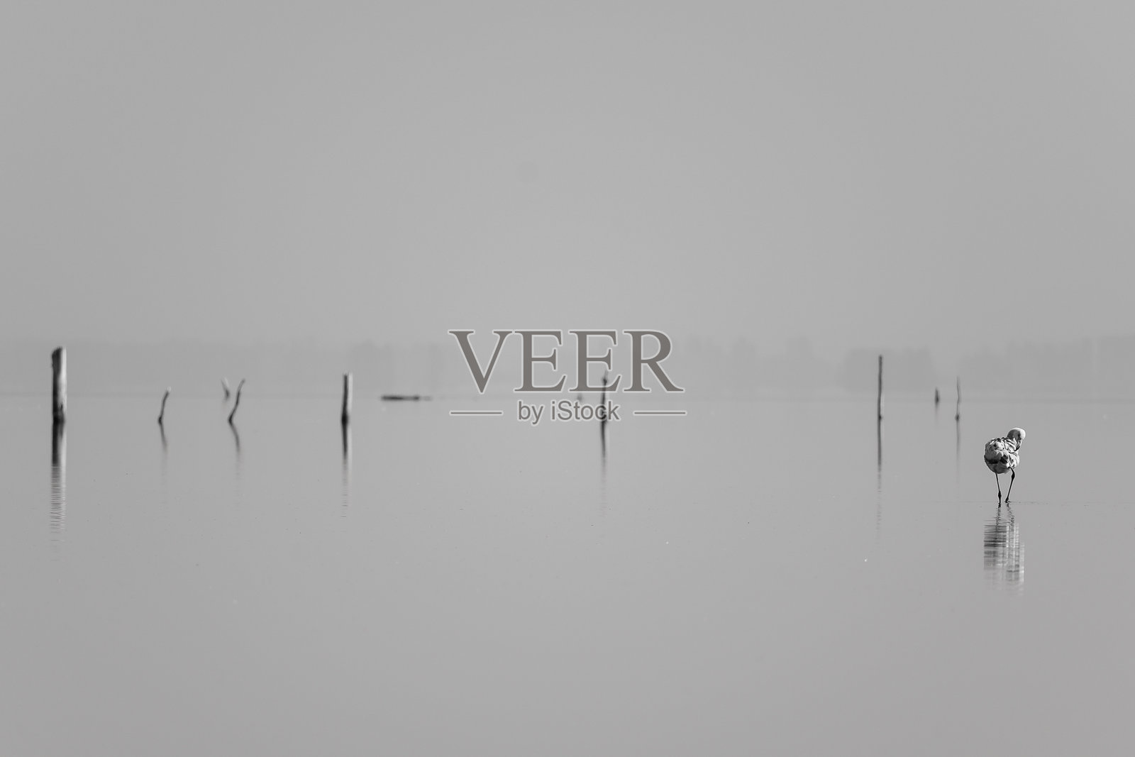 湖中的火烈鸟照片摄影图片